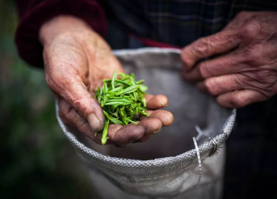 “明前茶，贵如金”